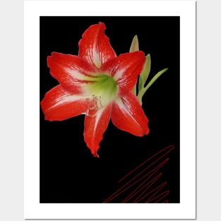 Red Lily on Black Digital Art Posters and Art